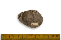 F 07131
<br/>
<br/>
<em></em>